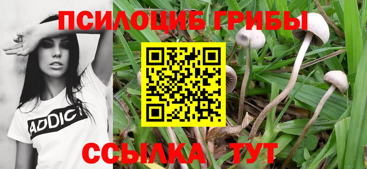 Псилоцибиновые грибы MAGIC MUSHROOMS  Галлюциногенные грибы Cubensis  Тейково  Вход с VPN 