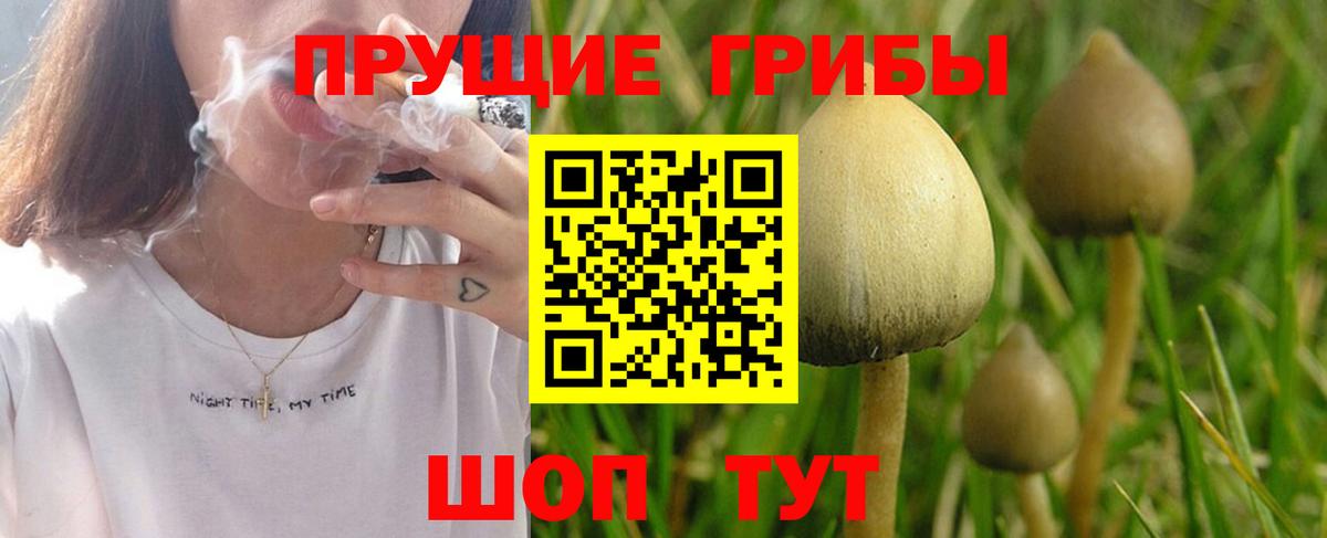 Псилоцибиновые грибы Psilocybine cubensis Тейково